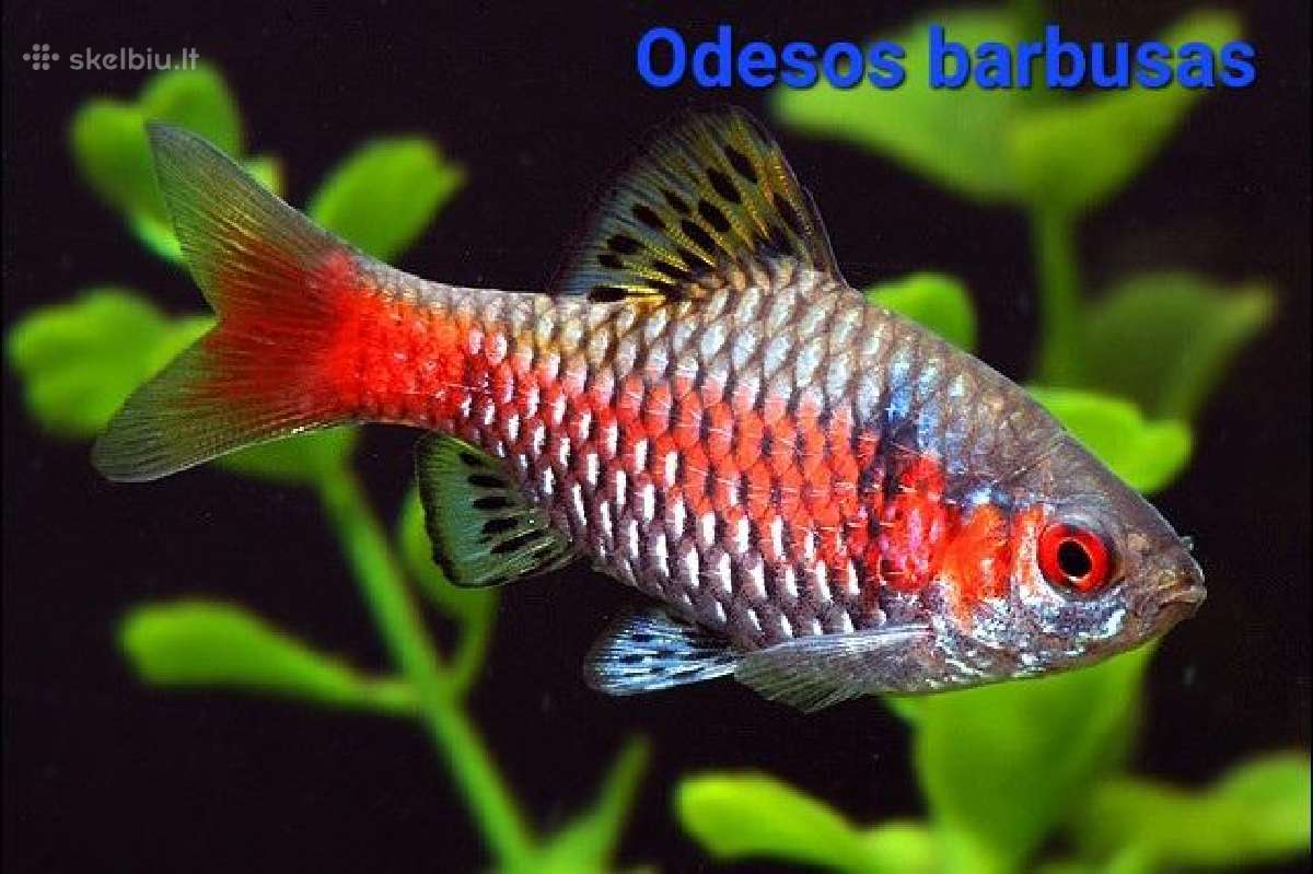 Įvairios akvariumo žuvytės, augalai, maistelis - nuotraukos Nr. 12