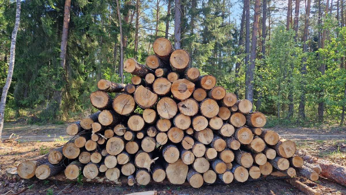 Medžių ir krūmų iškirtimas - apleisto sklypo valym - nuotraukos Nr. 6