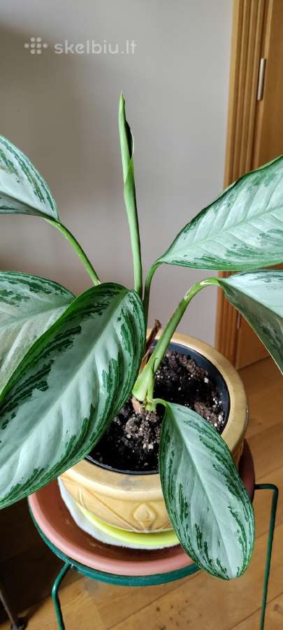 Kambarine gele-aglonema Silver Bay. - nuotraukos Nr. 3