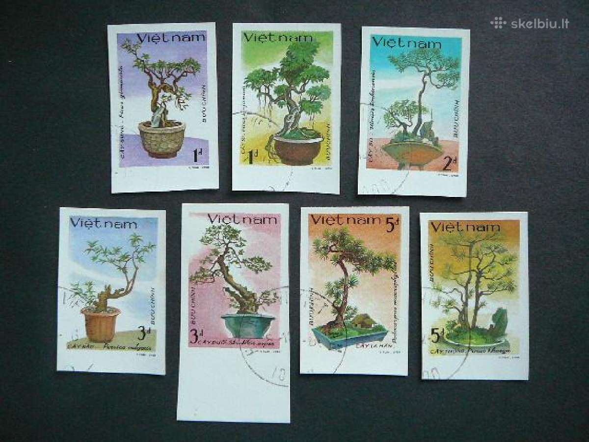 Bonsai Vietnamas antsp. s531n