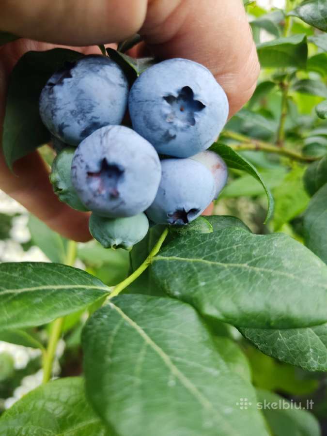 Šluotelinės hortenzijos, daugiamečiai augalai - nuotraukos Nr. 35