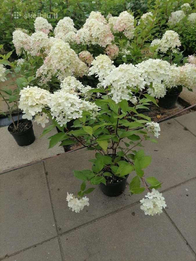 Hortenzijos, Medelynas Vilniuje, Balsiai - nuotraukos Nr. 17