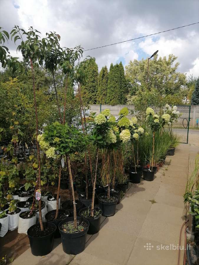 Hortenzijos, Medelynas Vilniuje, Balsiai - nuotraukos Nr. 18