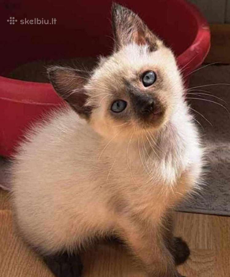 50 eur. Siamo Kačiukas - Skelbiu.lt