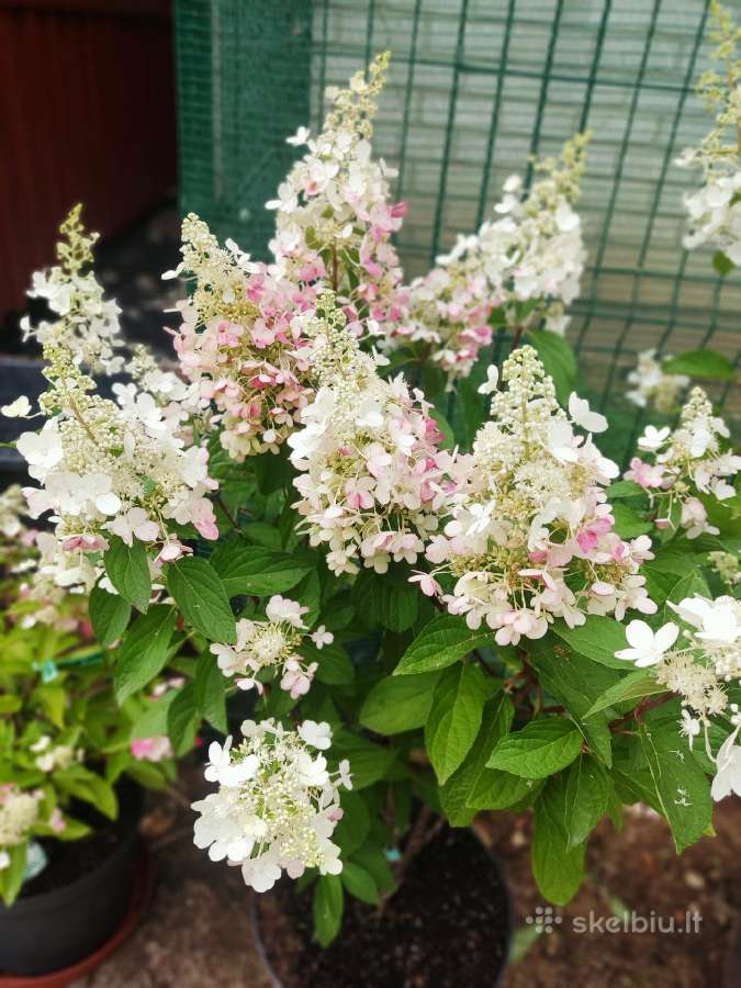 Hortenzijos Vanile Freis ir kt. dekoratyv augalai - nuotraukos Nr. 25