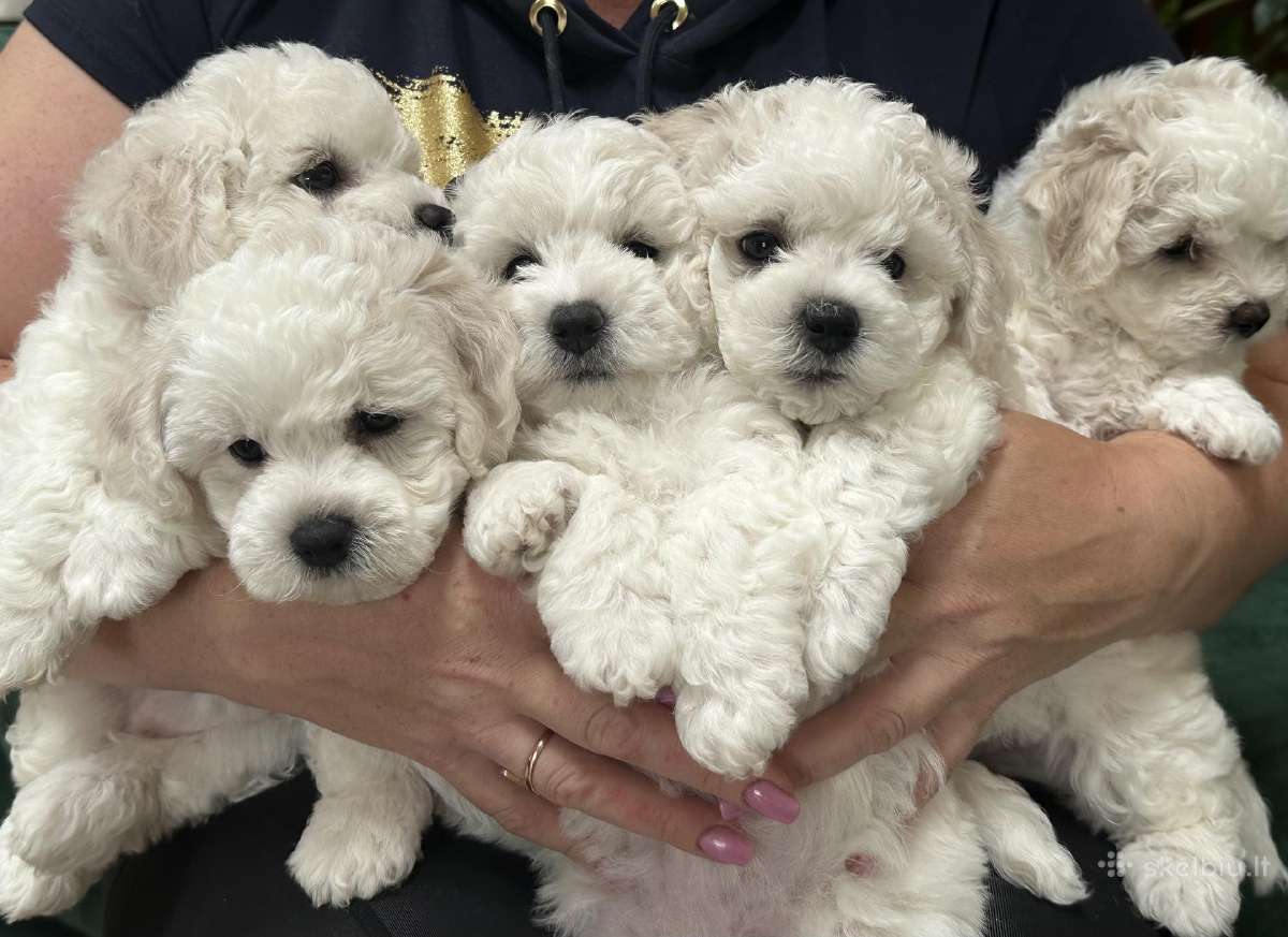 Kilmingi garbanotieji bišonai/ bichon frise - nuotraukos Nr. 2