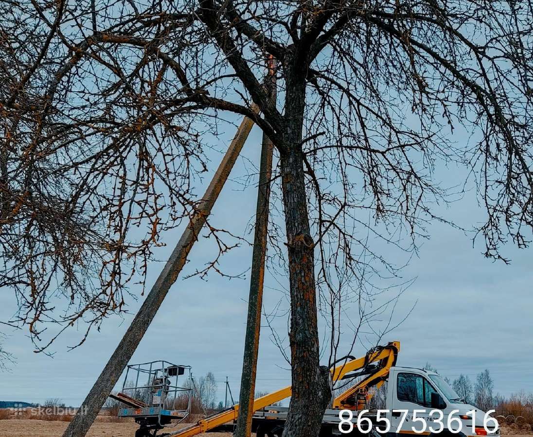 Pavojingų medžių likvidavimas, šakų išvežimas