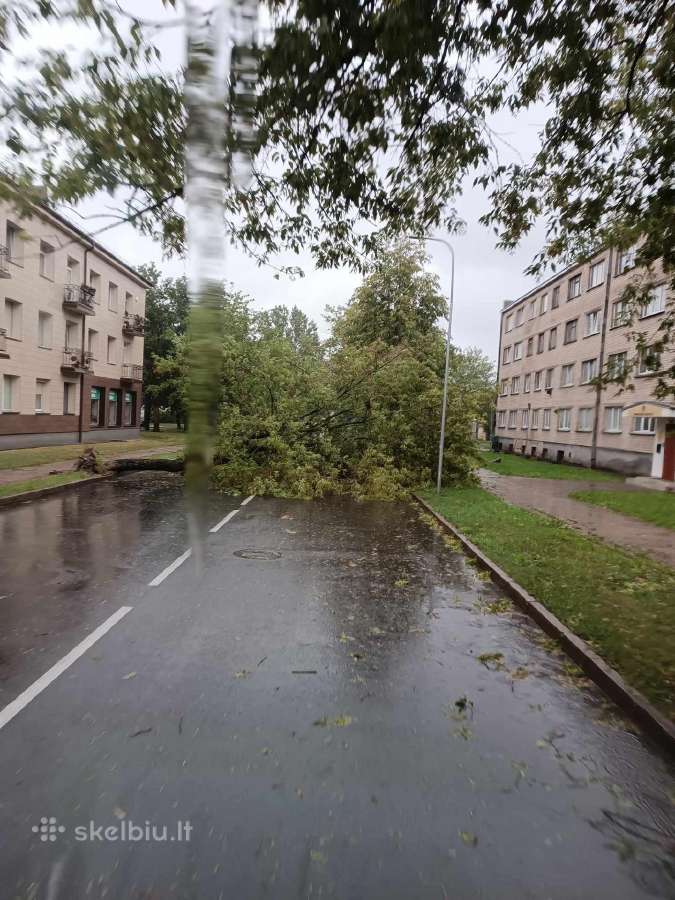 Pavojingų medžių likvidavimas, šakų išvežimas - nuotraukos Nr. 4