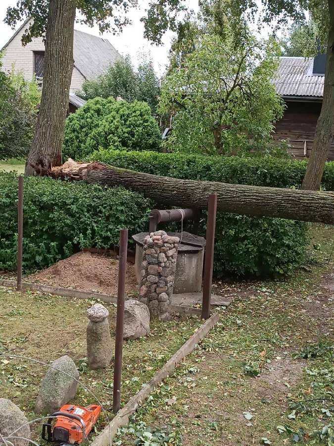 Pavojingų medžių likvidavimas, šakų išvežimas - nuotraukos Nr. 6
