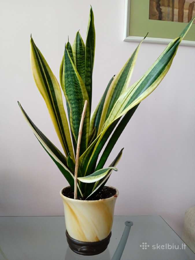 Sansevjera Black Gold
