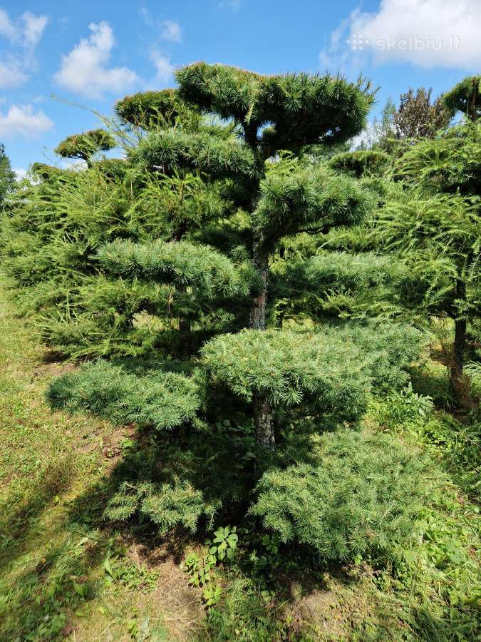 Maumedžiai sodo bonsai (niwaki)