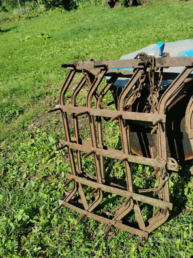 Arklinės Mažosios akečios - nuotraukos Nr. 2