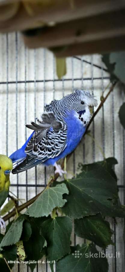 Foxy parrots(nimfos,banguotukai,r.agaporniai)