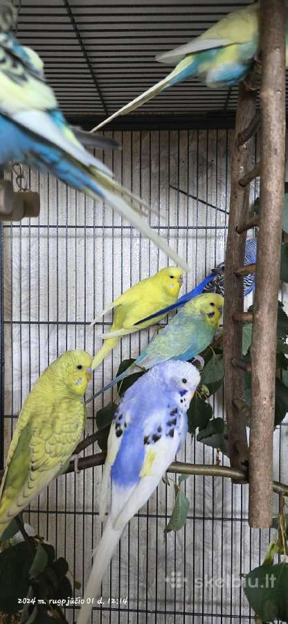 Foxy parrots(nimfos,banguotukai,r.agaporniai) - nuotraukos Nr. 4