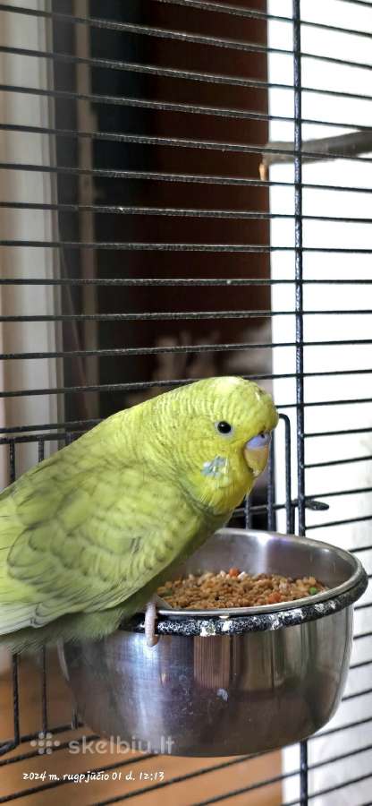 Foxy parrots(nimfos,banguotukai,r.agaporniai) - nuotraukos Nr. 5