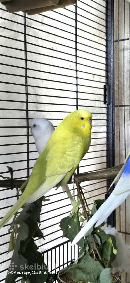 Foxy parrots(nimfos,banguotukai,r.agaporniai) - nuotraukos Nr. 6