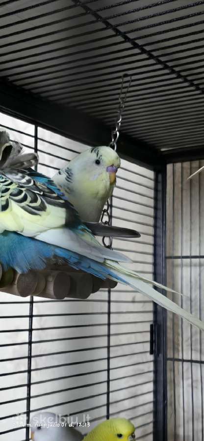 Foxy parrots(nimfos,banguotukai,r.agaporniai) - nuotraukos Nr. 7