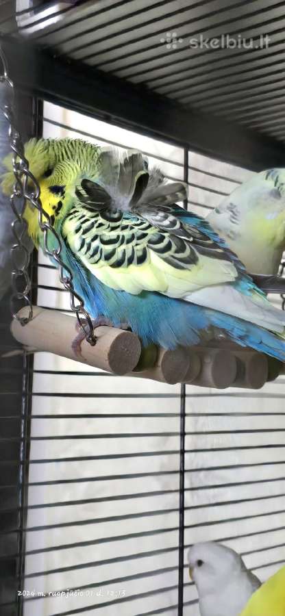 Foxy parrots(nimfos,banguotukai,r.agaporniai) - nuotraukos Nr. 8