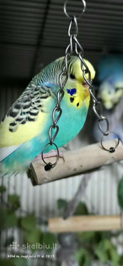 Foxy parrots(nimfos,banguotukai,r.agaporniai) - nuotraukos Nr. 9