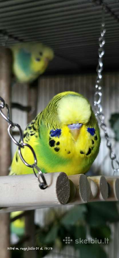 Foxy parrots(nimfos,banguotukai,r.agaporniai) - nuotraukos Nr. 10
