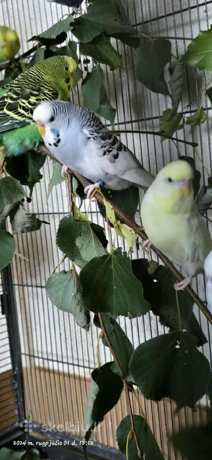Foxy parrots(nimfos,banguotukai,r.agaporniai) - nuotraukos Nr. 12