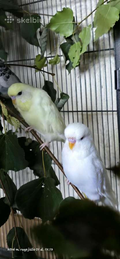 Foxy parrots(nimfos,banguotukai,r.agaporniai) - nuotraukos Nr. 13