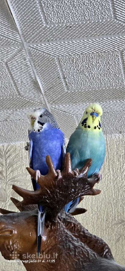 Foxy parrots(nimfos,banguotukai,r.agaporniai) - nuotraukos Nr. 14