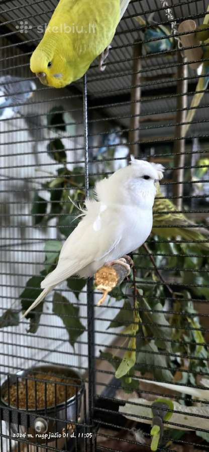Foxy parrots(nimfos,banguotukai,r.agaporniai) - nuotraukos Nr. 15