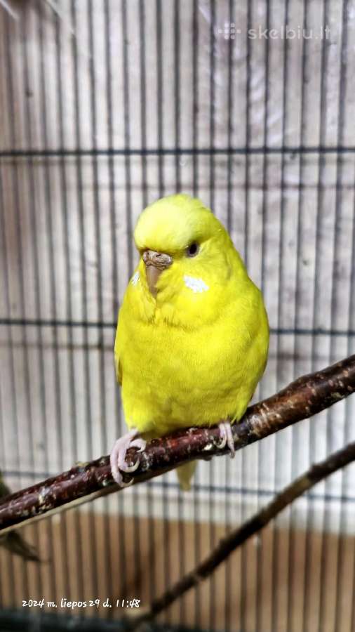 Foxy parrots(nimfos,banguotukai,r.agaporniai) - nuotraukos Nr. 16