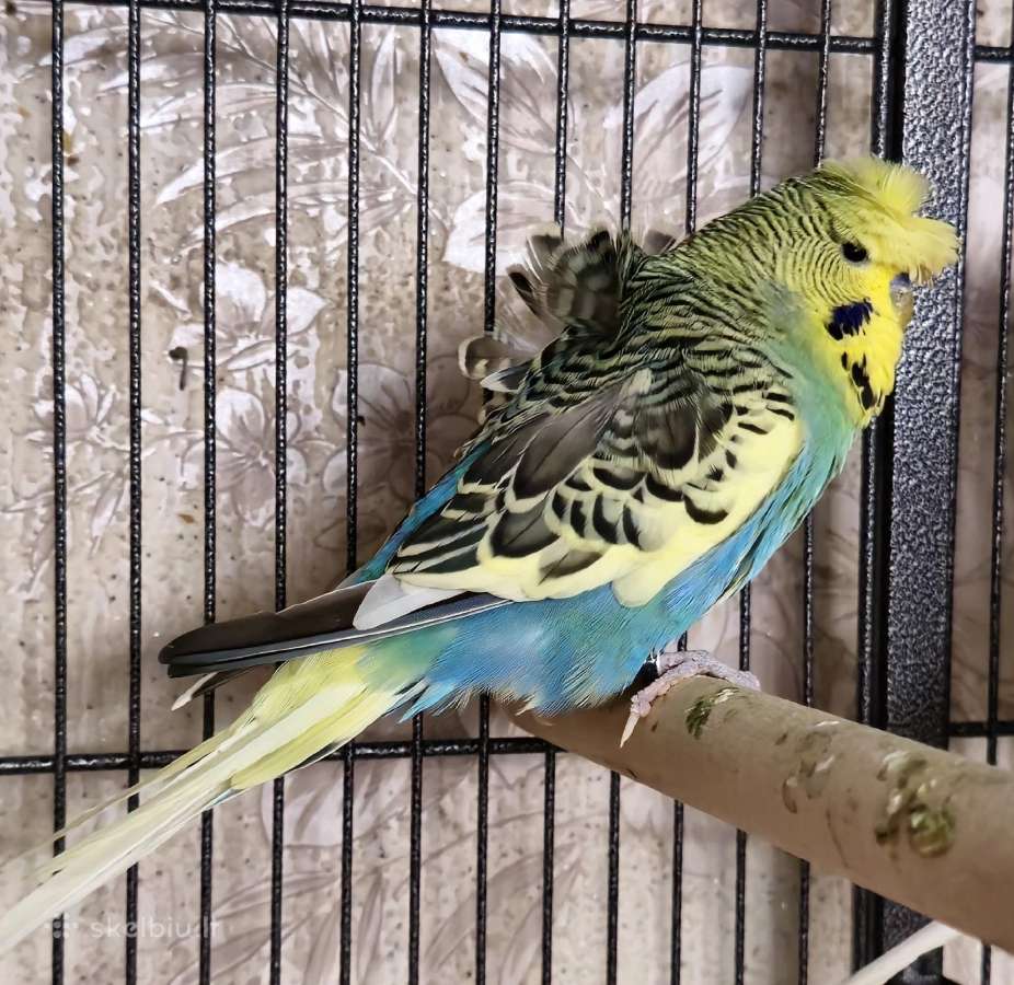 Foxy parrots(nimfos,banguotukai,r.agaporniai) - nuotraukos Nr. 17