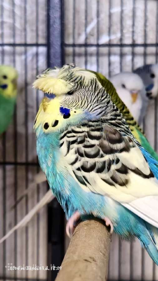 Foxy parrots(nimfos,banguotukai,r.agaporniai) - nuotraukos Nr. 2