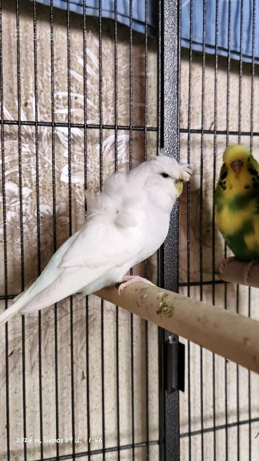 Foxy parrots(nimfos,banguotukai,r.agaporniai) - nuotraukos Nr. 18