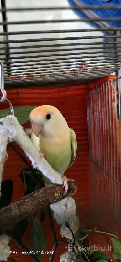 Foxy parrots(nimfos,banguotukai,r.agaporniai) - nuotraukos Nr. 19