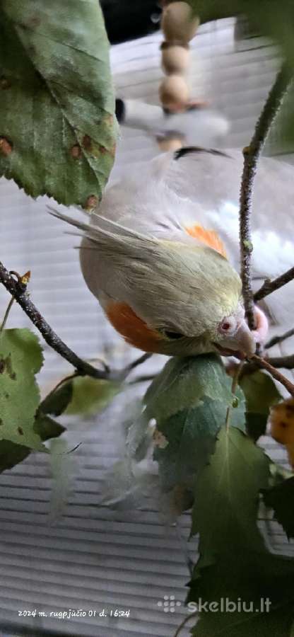 Foxy parrots(nimfos,banguotukai,r.agaporniai) - nuotraukos Nr. 20