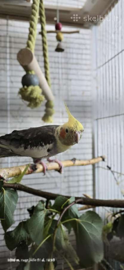 Foxy parrots(nimfos,banguotukai,r.agaporniai) - nuotraukos Nr. 21