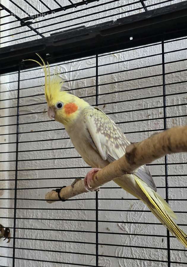 Foxy parrots(nimfos,banguotukai,r.agaporniai) - nuotraukos Nr. 22