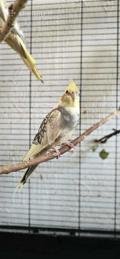 Foxy parrots(nimfos,banguotukai,r.agaporniai) - nuotraukos Nr. 23