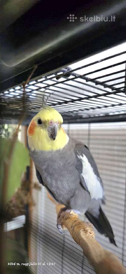 Foxy parrots(nimfos,banguotukai,r.agaporniai) - nuotraukos Nr. 24