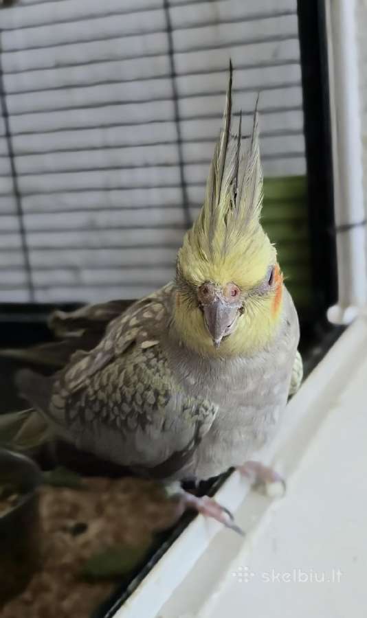 Foxy parrots(nimfos,banguotukai,r.agaporniai) - nuotraukos Nr. 25