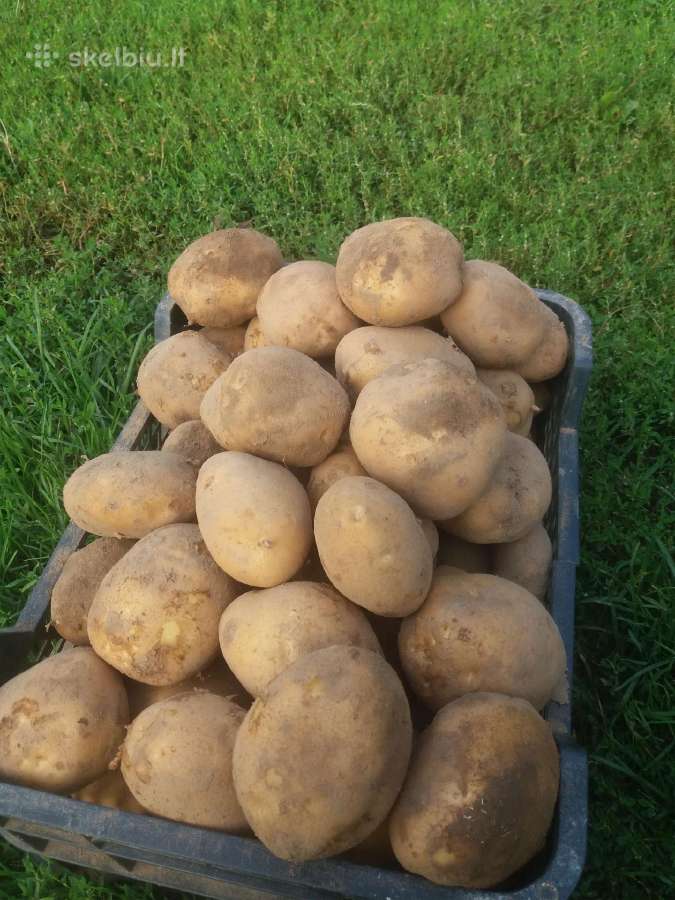 Šviežios bulvės Paroli.