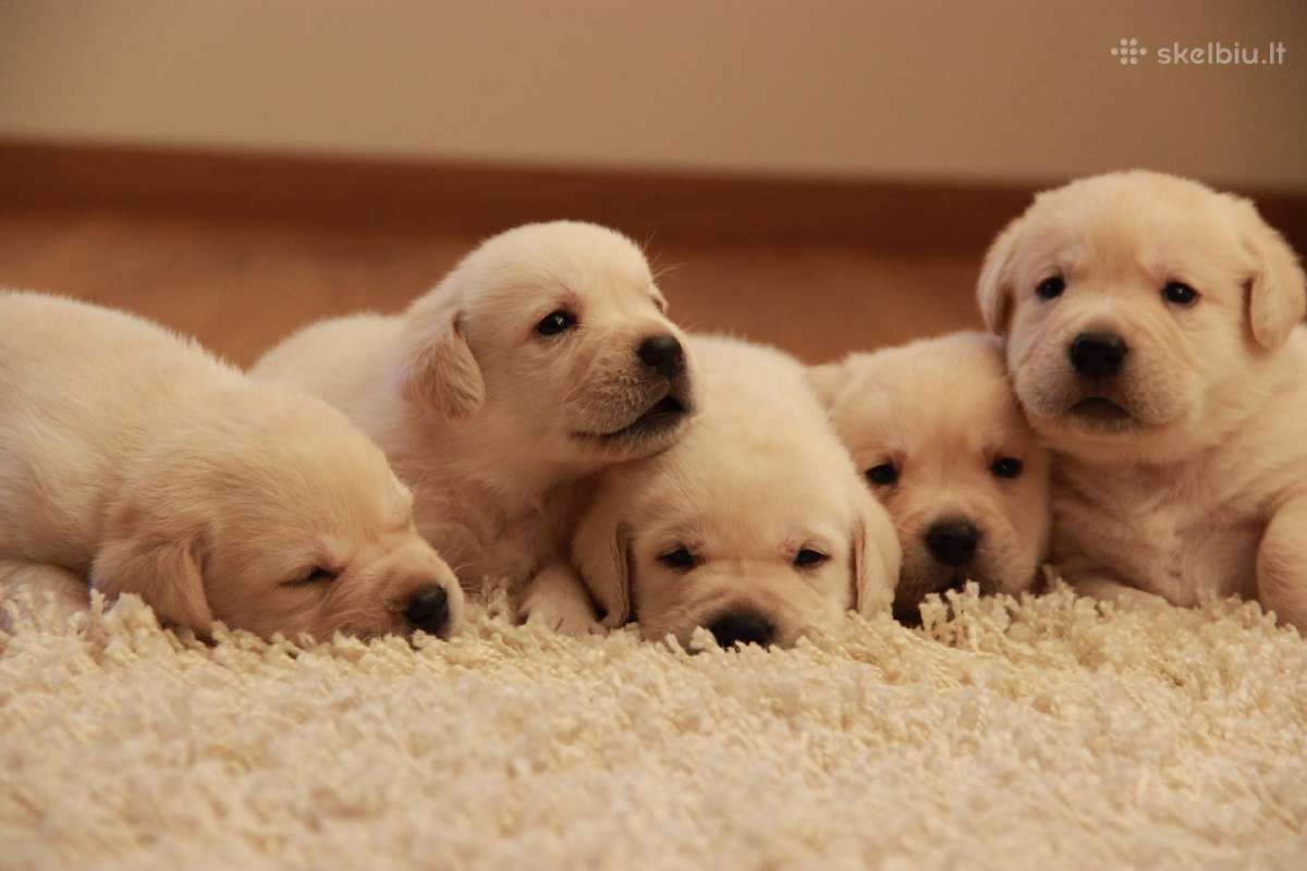 Kilmingi labradoro retriveriai - nuotraukos Nr. 32
