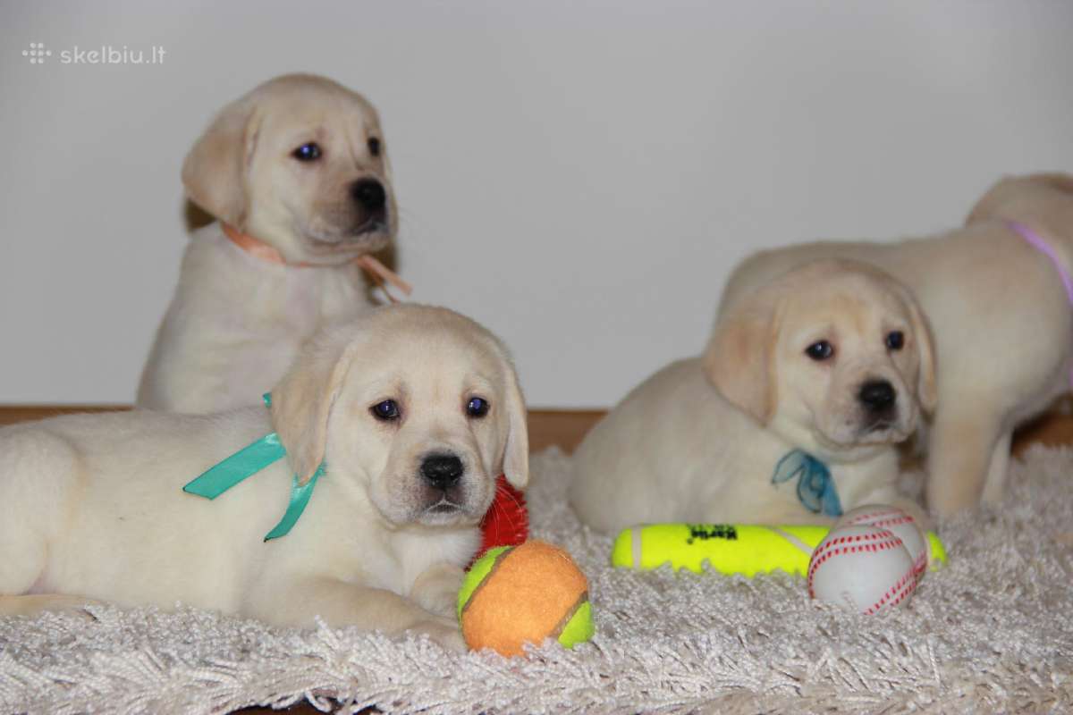 Kilmingi labradoro retriveriai - nuotraukos Nr. 35