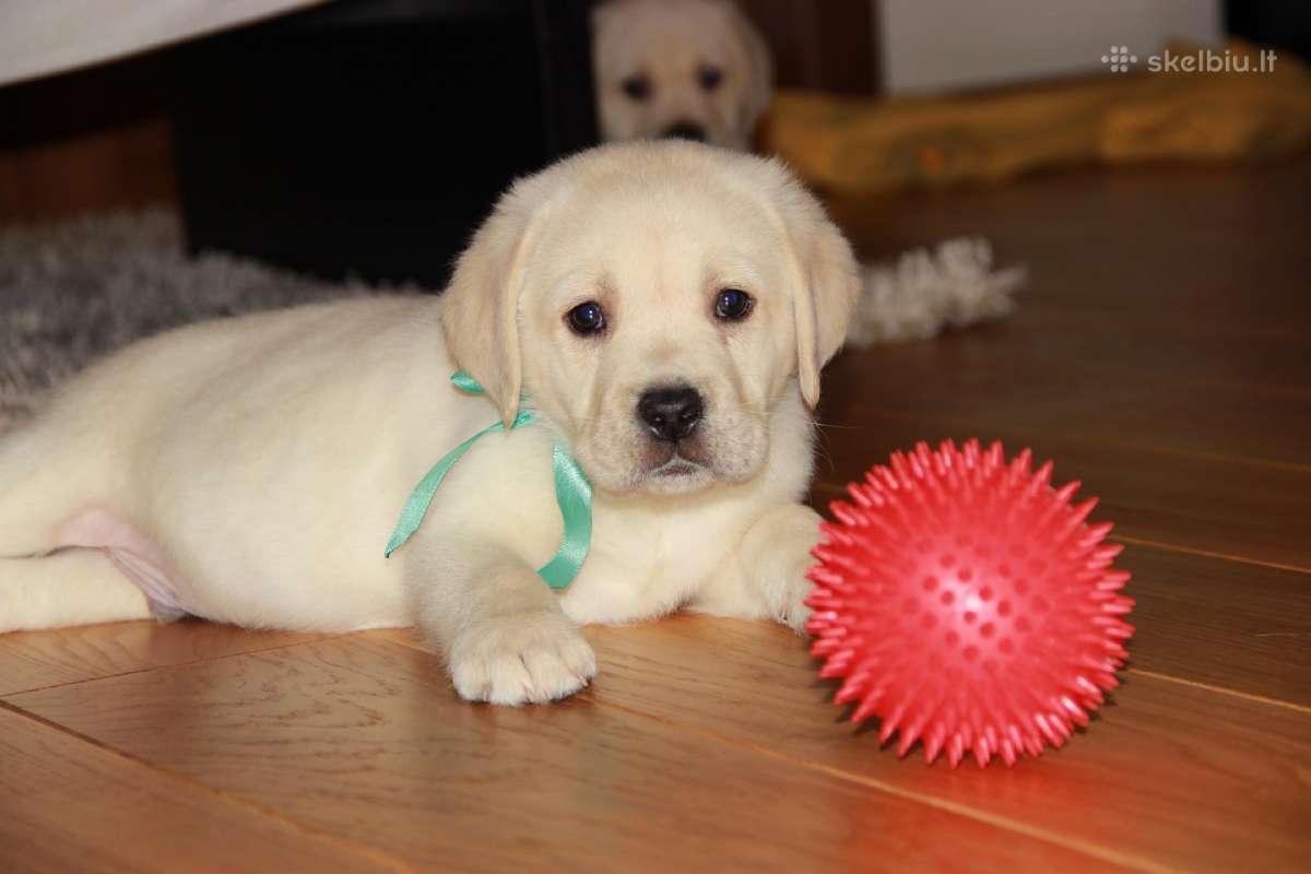 Kilmingi labradoro retriveriai - nuotraukos Nr. 29