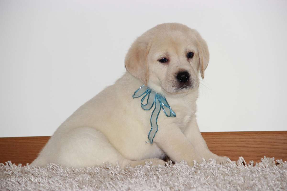 Kilmingi labradoro retriveriai - nuotraukos Nr. 34