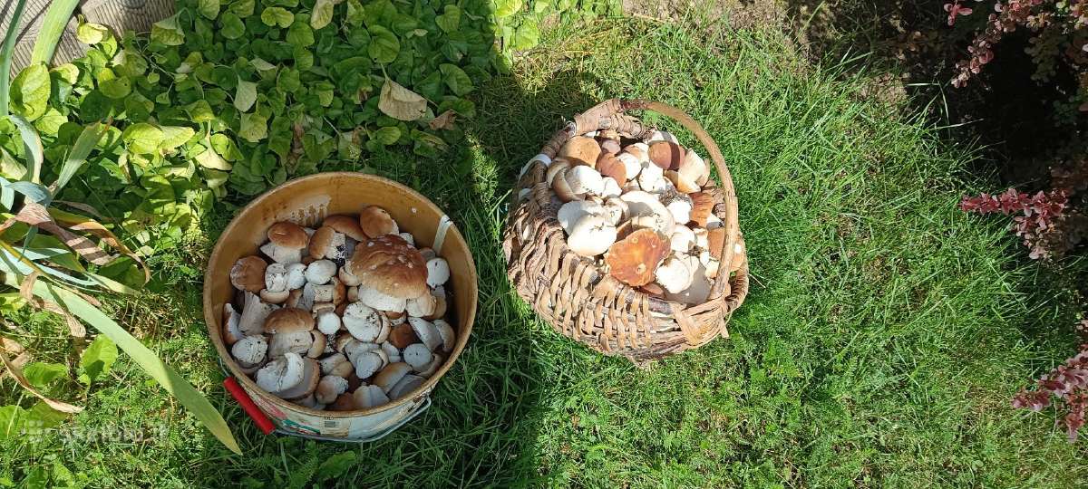 Grybai - shitake, baravykai. - nuotraukos Nr. 2