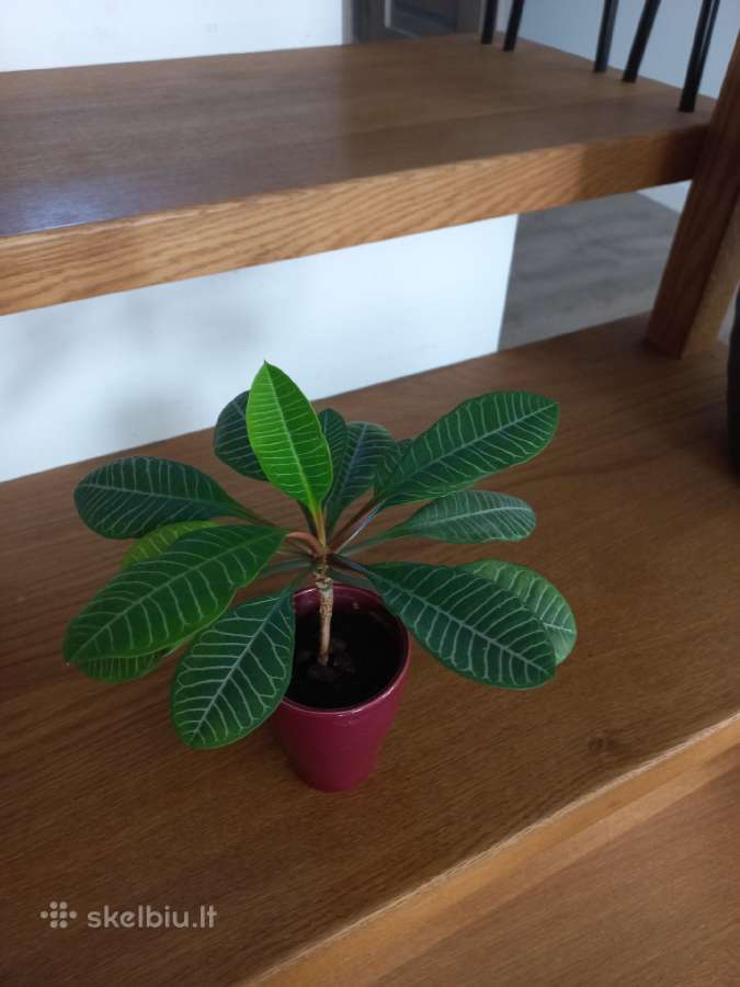 Baltagyslė karpažolė (Euphorbia leuconeura) - nuotraukos Nr. 4