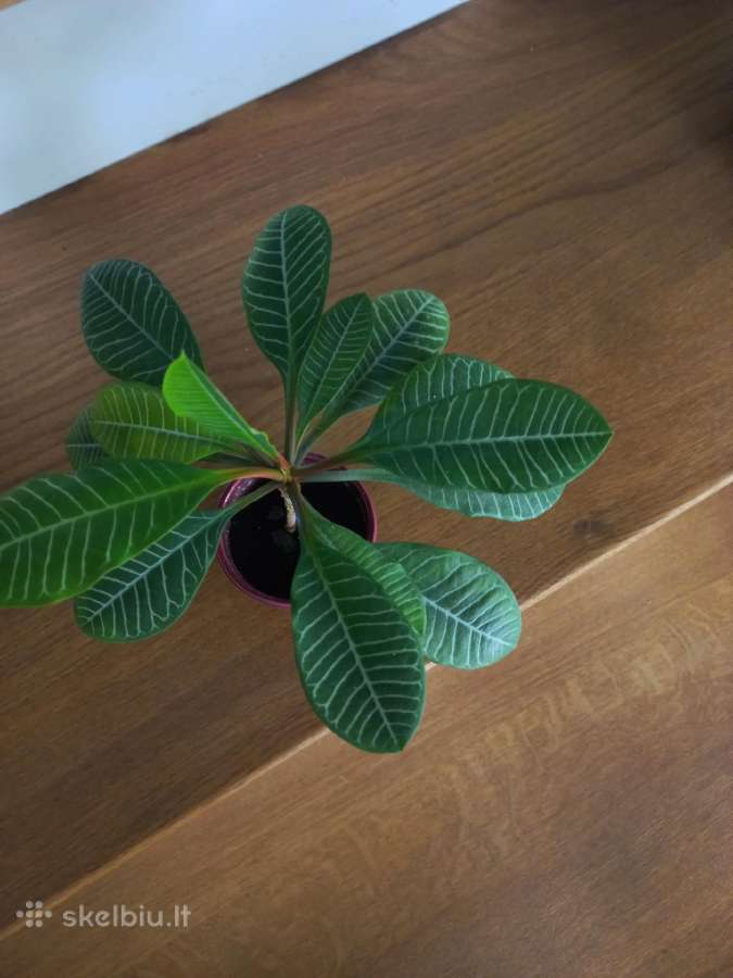 Baltagyslė karpažolė (Euphorbia leuconeura) - nuotraukos Nr. 5