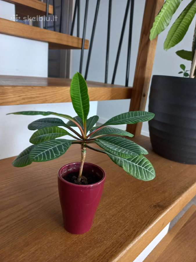 Baltagyslė karpažolė (Euphorbia leuconeura) - nuotraukos Nr. 6
