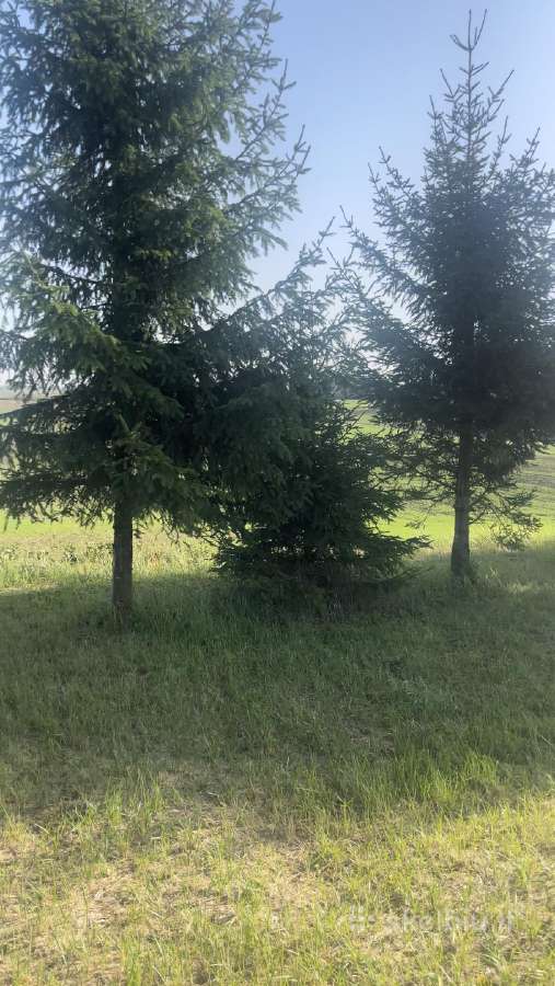 Parduodamas sklypas Peberžės sen. 30km nuo centro - nuotraukos Nr. 3