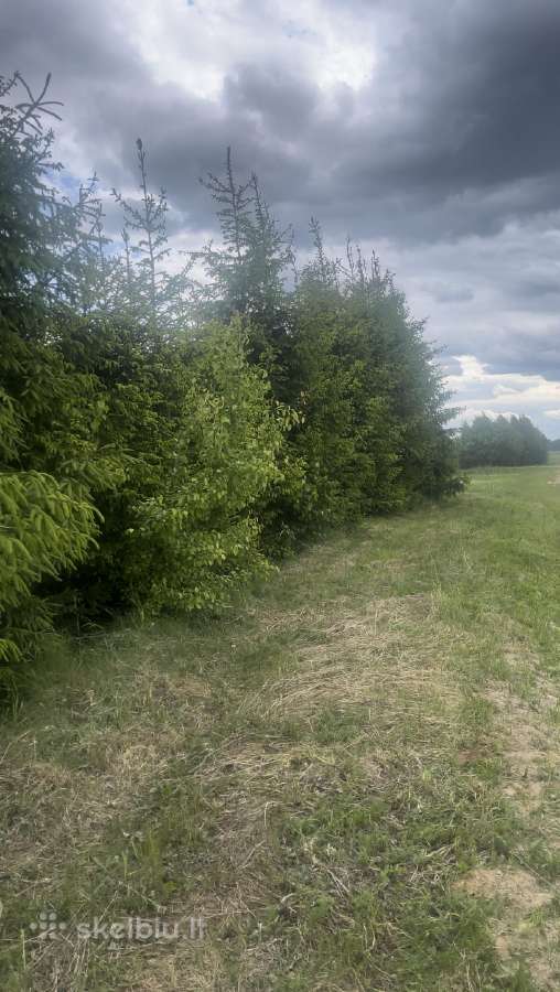 Parduodamas sklypas Peberžės sen. 30km nuo centro - nuotraukos Nr. 10